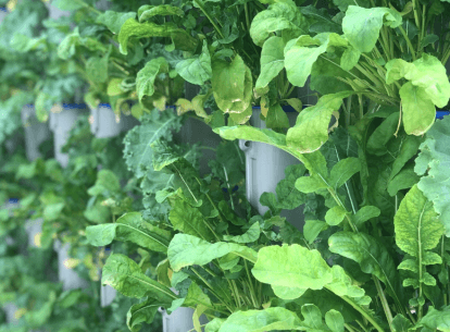vertical farming plants.png