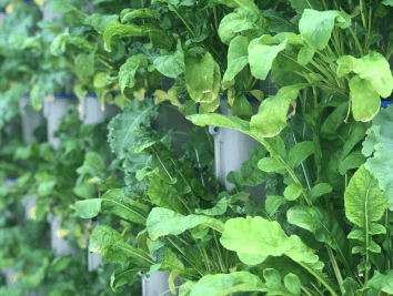 vertical farming plants.png
