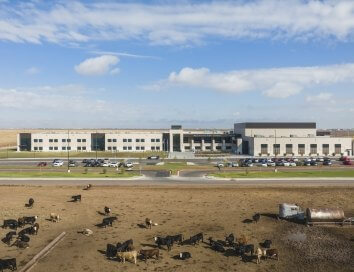 West Plains HS_Exterior cows small