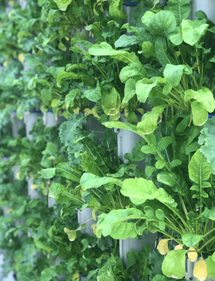 vertical farming plants.png