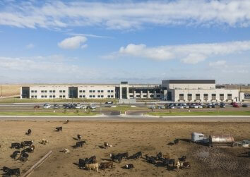 West Plains HS_Exterior cows small